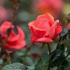 Meet your Posher, Ahed